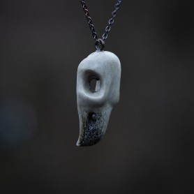 Ptačí lebka č. 5