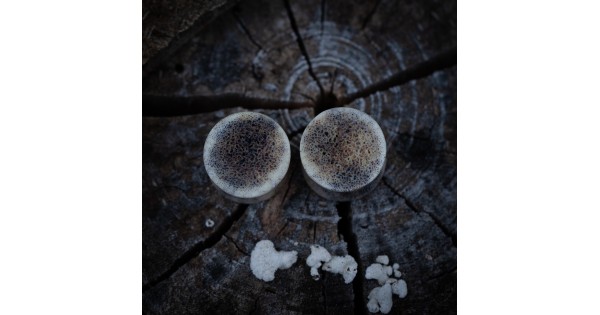 Plugy 17 mm