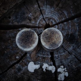 Plugy 17 mm