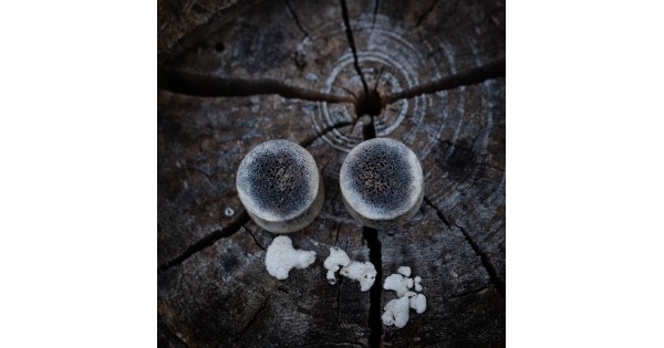 Plugy 15 mm