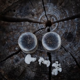 Plugy 15 mm
