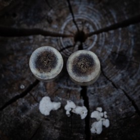 Plugy 14 mm