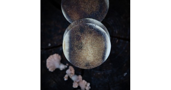 Plugy 30 mm