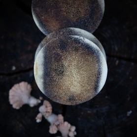 Plugy 30 mm