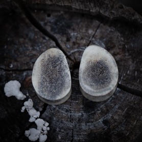 Plugy 24 mm organické