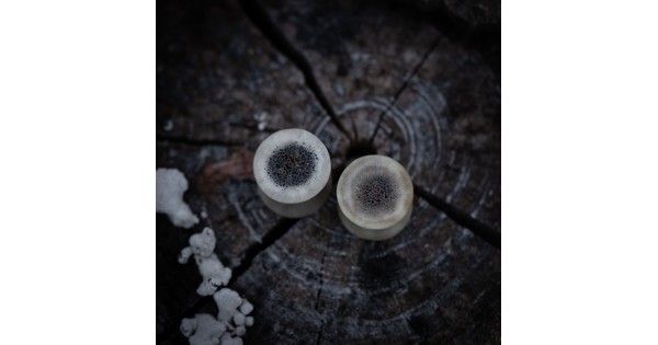 Plugy 12 mm