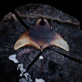 Manta č. 5